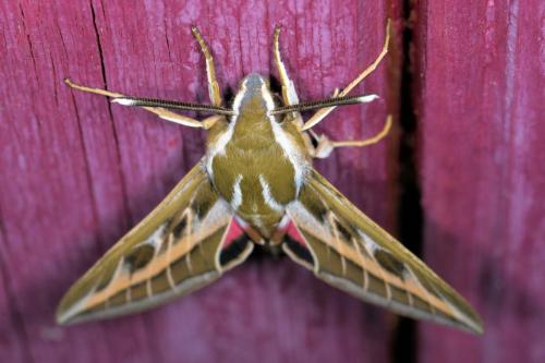 Hyles livornica